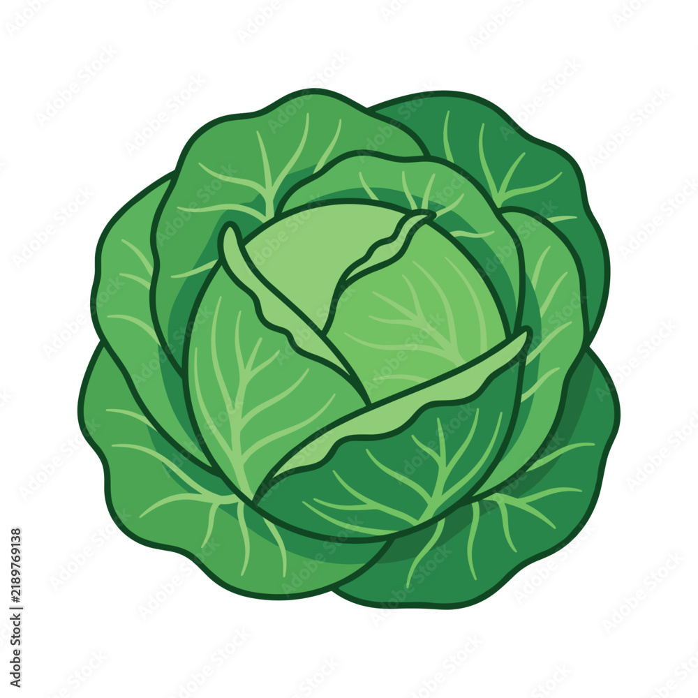 Fototapeta premium Fresh green cabbage head illustration isolated on white background for food design concepts