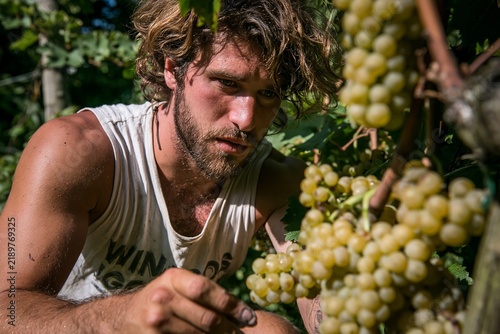 Hardworking young male harvester harvesting green grapes in a sunlit vineyard harvest