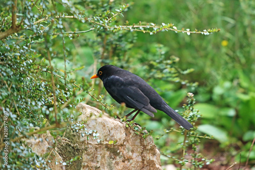 Blackbird standing on a rock	