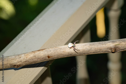 Canvas Print Female, White-banded crab spider (Misumenoides formosipes), with a bulbous body, crawling on a stick
