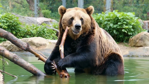 Captivating 4K slow-motion wildlife capture showcasing a majestic brown bear enjoying its habitat playful and relaxed while chewing on a tree branch while partially cooled down by the fresh pond