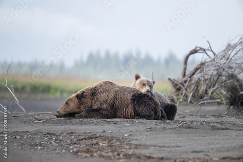 Foto Cozy Bear Family