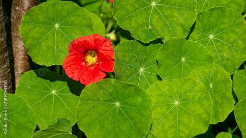 A red nasturtium flower in the sun.