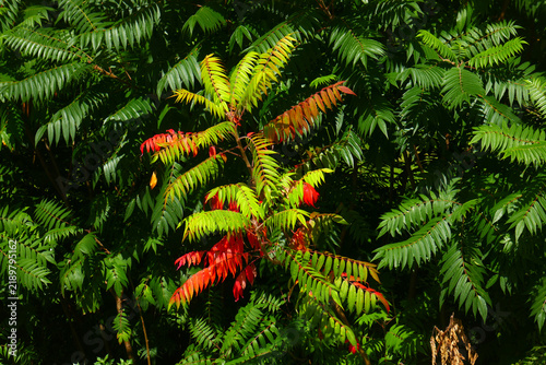 Essigbaum im Herbst