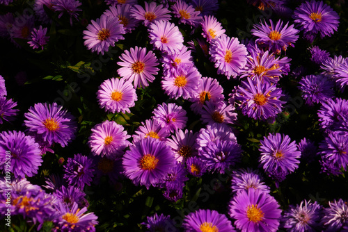 Herbstastern