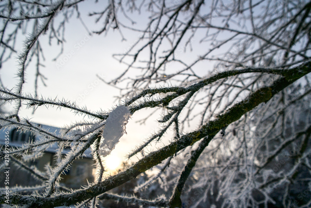 Obraz premium Frozen tree branches covered in hoarfrost with morning sun backlight