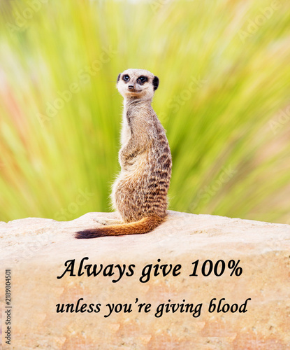 A humorous concept picture of a meerkat apparently saying 'Always give 100% unless you're giving blood'