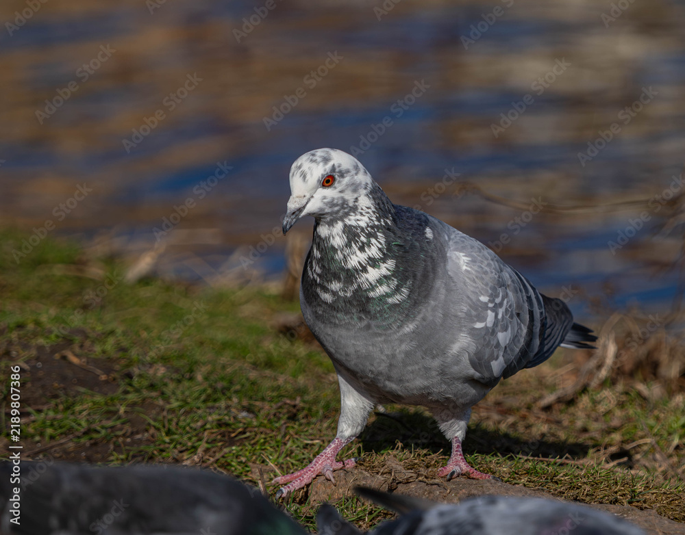 Obraz premium Close-up Portrait of a Speckled Feral Pigeon Near Water