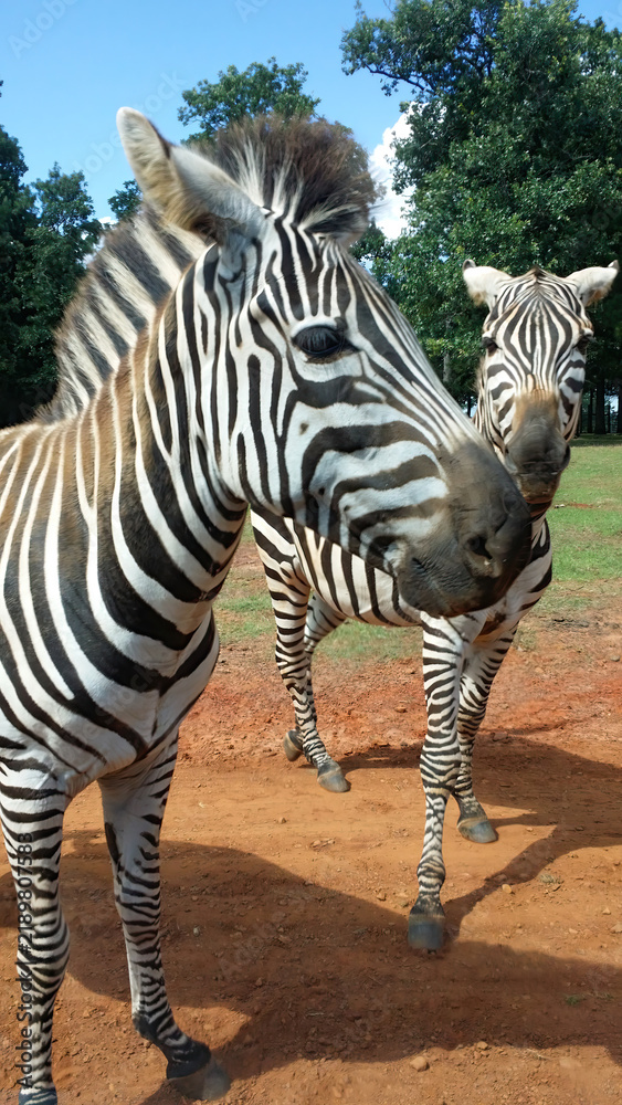 Fototapeta premium Close-up of a Zebra