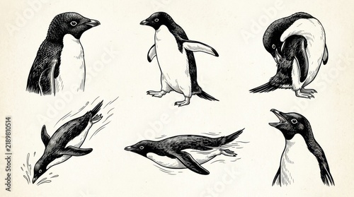 Black and white vintage style illustrations of penguins in various poses