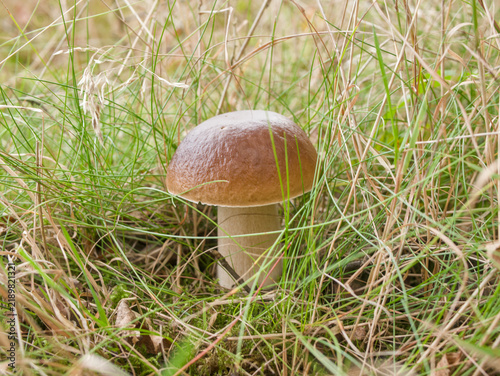 Canvastavla Young wild porcini mushroom Boletus edulis growing among green grass in forest