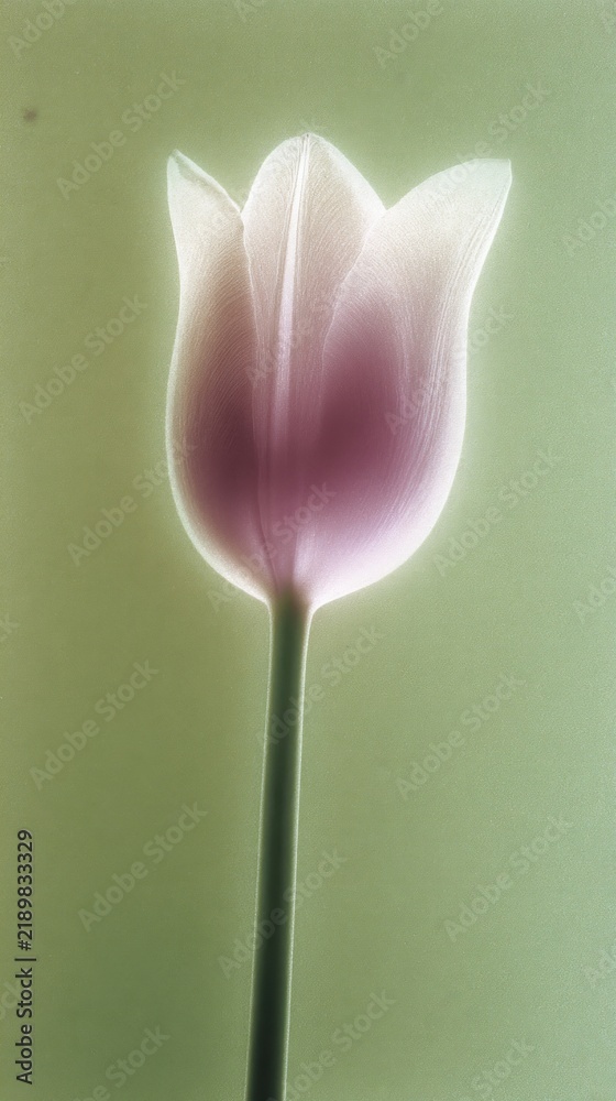 Obraz premium Elegant tulip on soft green background, perfect for mobile wallpaper.