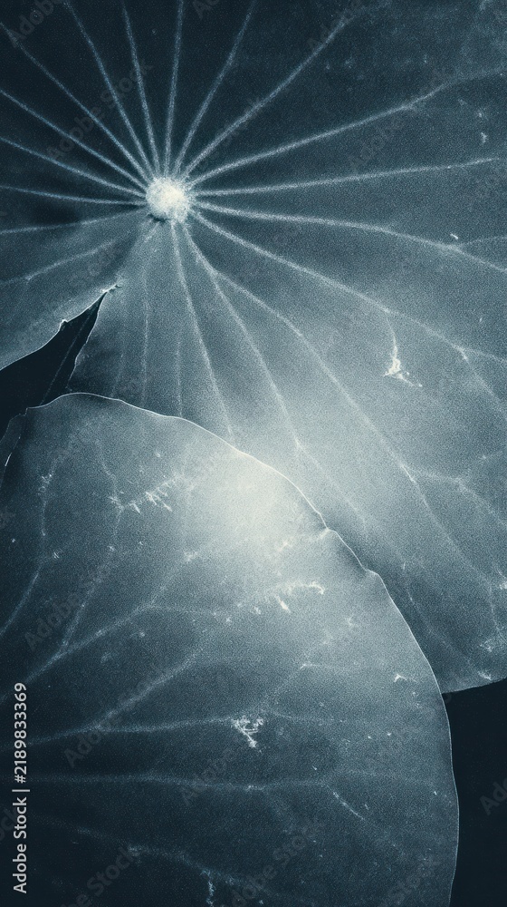 Obraz premium Abstract blue-toned lotus leaves, perfect for a serene mobile wallpaper.