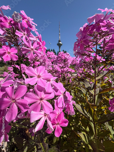 Foto Pink phlox flowers in bloom with a television tower in the background against a clear blue sky, Tallinn