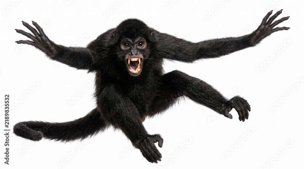 Fototapeta premium Aggressive spider monkey snarling with open mouth in natural forest setting