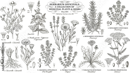 Vintage Botanical Illustration Plate Featuring Various Medicinal Herbs And Medicinal Plant Species