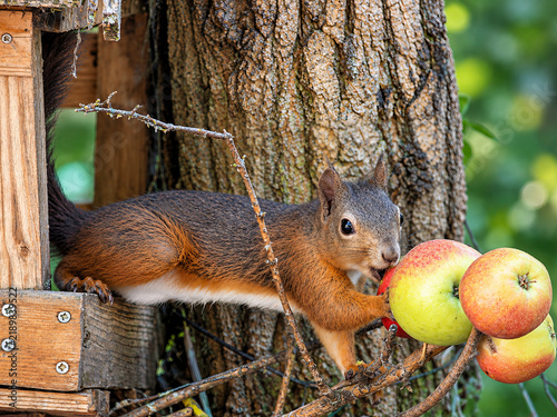Red squirrel eating apple on tree branches