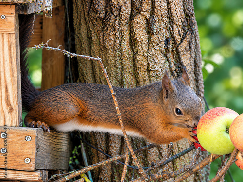 Red squirrel eating apple on tree branches