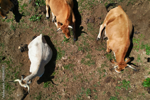 Obraz na plátně Top-down drone view of Asturiana de los Valles cows grazing on a patchy pasture