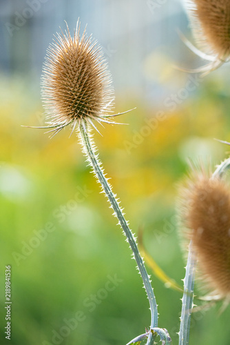 Canvastavla Dry teasel seed head rises on prickly curved stem, showing dense spines and textured bracts