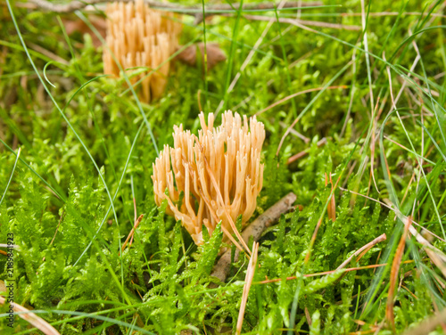 Wild coral fungus Ramaria species growing in green forest moss