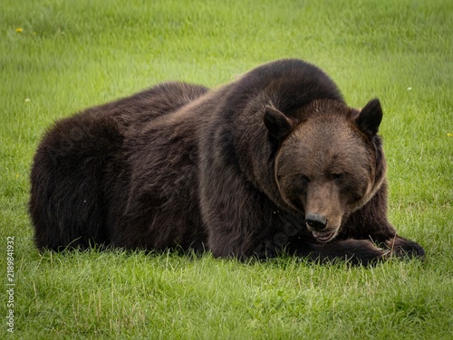 Obraz na płótnie Large brown bear rests on green grass