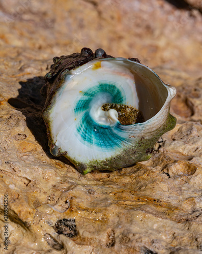 Konstfotografi Tectus dentatus, common name toothed top shell, is a species sea snail, marine gastropod mollusk in the family Tegulidae