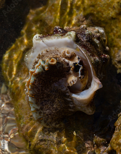 Fotografía Tectus dentatus, common name toothed top shell, is a species sea snail, marine gastropod mollusk in the family Tegulidae
