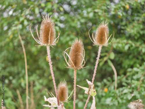 Foto Dry teasel seed heads Dipsacus fullonum in autumn nature bokeh background