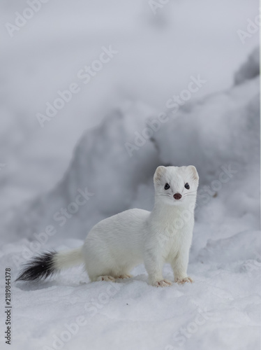 White stoat standing in snowy winter landscape