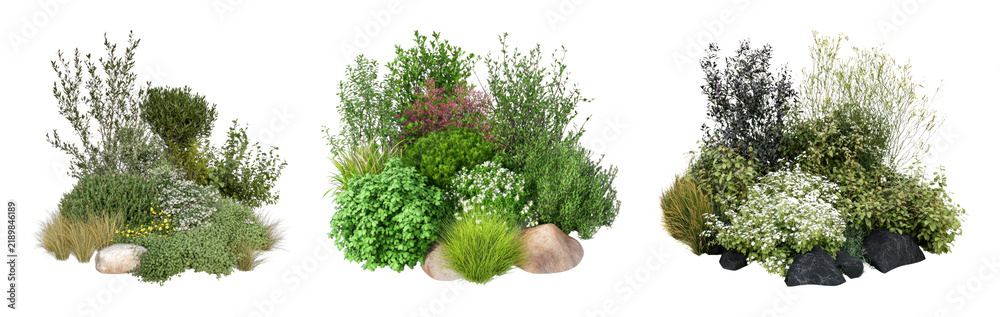 Fototapeta premium PNG Decorative ornamental shrub clusters isolated on transparent background