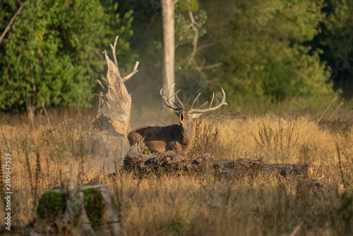 Foto Red deer with big antlers in mating season