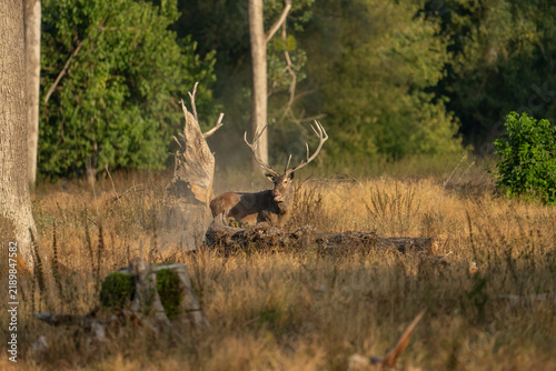 Foto Red deer with big antlers in mating season