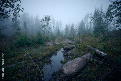 Canvas Print Foggy Nordic Forest Clearing with Fallen Tree Logs and Reflection Puddle in Morn
