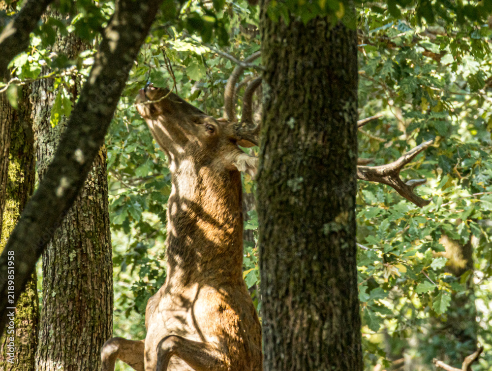Obraz premium Cerf élaphe tête levée, flairant l'air en forêt