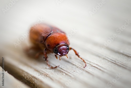 June bug on a wooden deck