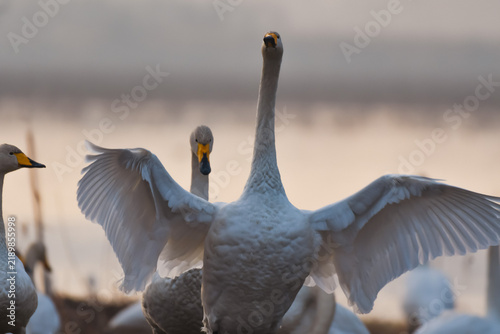 Foto 翼を広げる白鳥