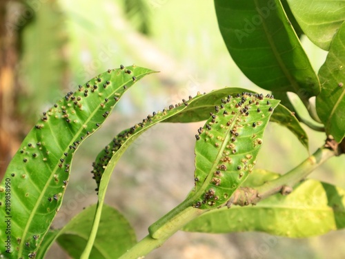 Fotografie Close up of mango tree leaves suffering from pest infestation and disease, showi