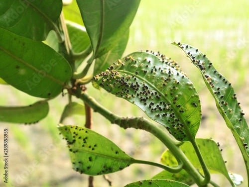 Foto Close up of mango tree leaves suffering from pest infestation and disease, showi