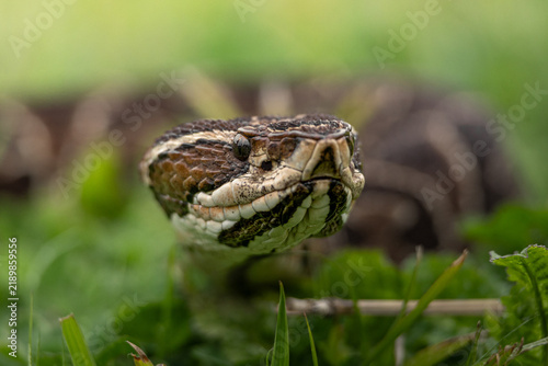 Fotografie Urutú crossed pitviper Yarará grande (Bothrops alternatus) portrait close-up in Natural Habitat Among the Grass on Buenos Aires, Argentina