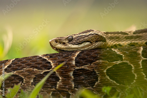 Foto Urutú crossed pitviper Yarará grande (Bothrops alternatus) portrait close-up in Natural Habitat Among the Grass on Buenos Aires, Argentina