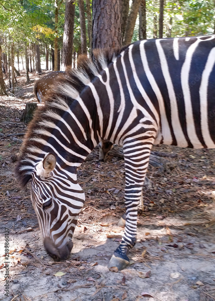 Fototapeta premium Close-up of a Zebra