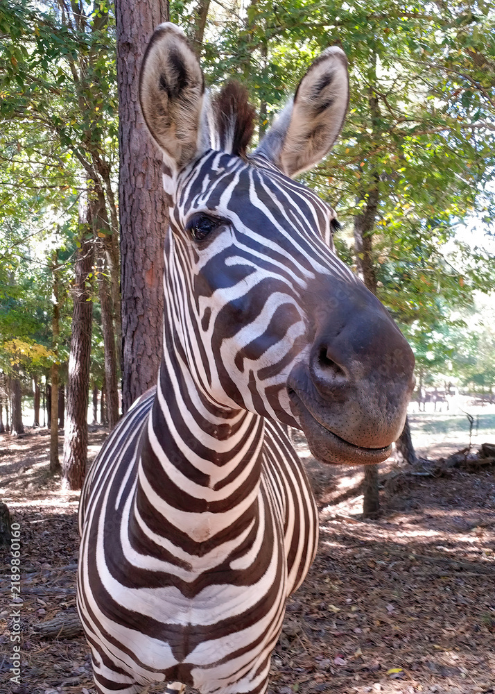 Fototapeta premium Close-up of a Zebra