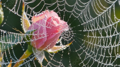 Close up shot of a pink rosebud covered in morning dew drops resting gently behind a complex spider web