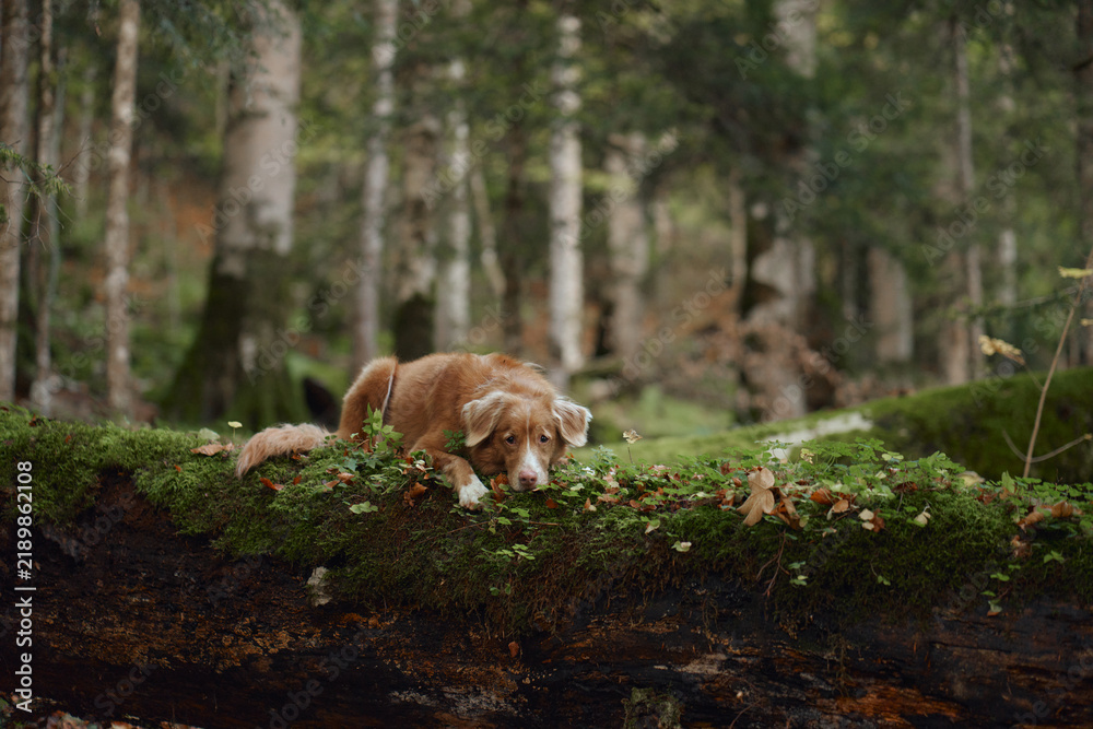Obraz premium Nova Scotia Duck Tolling Retriever lies among moss-covered logs in quiet woodland. Green forest floor and fallen leaves create a peaceful fall outdoor setting.