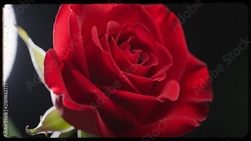 Close up of a single bright red rose flower blooming against a dark background for romantic floral design