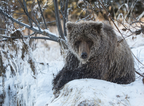 Grizzly bear laying in snow