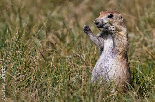 Black Tailed Prairie Dogs