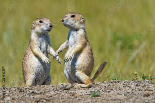 Black Tailed Prairie Dogs