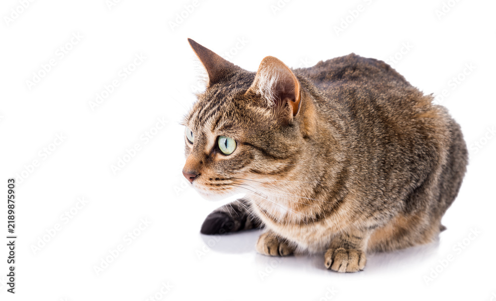 Fototapeta premium Playful tabby cat watching the blank space for your message.